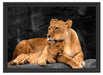 Löwe Löwenjungen Schattenfugenrahmen 55x40
