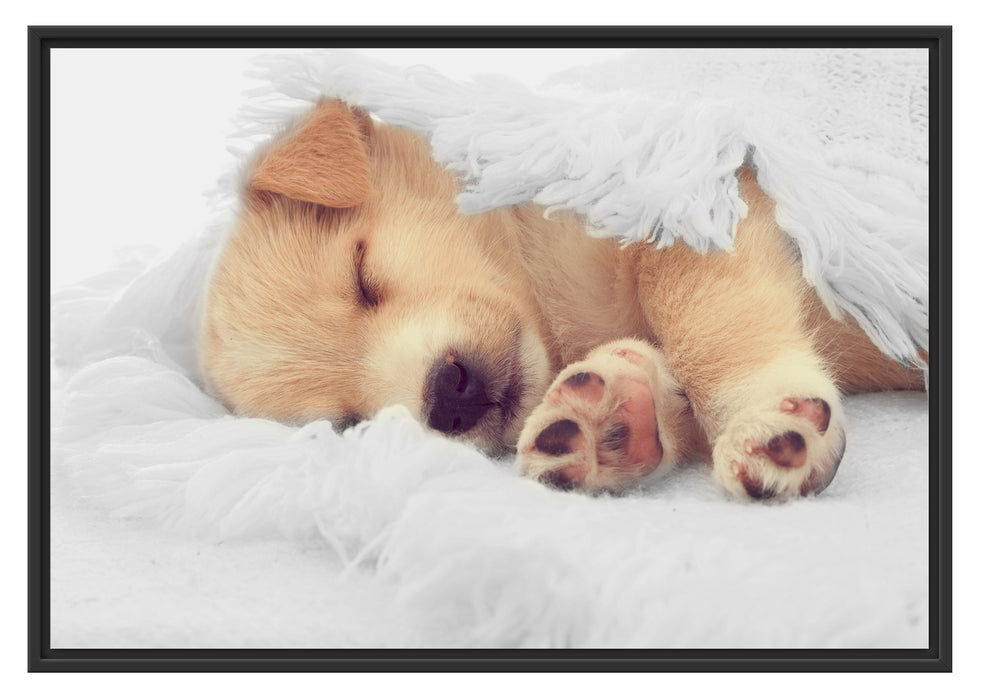 Pixxprint kleiner schlafender Welpe, im Schwebe-Effekt Bilderrahmen