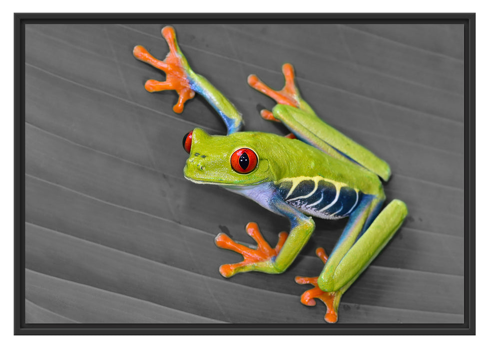 Pixxprint kleiner grüner Frosch auf Blatt, im Schwebe-Effekt Bilderrahmen