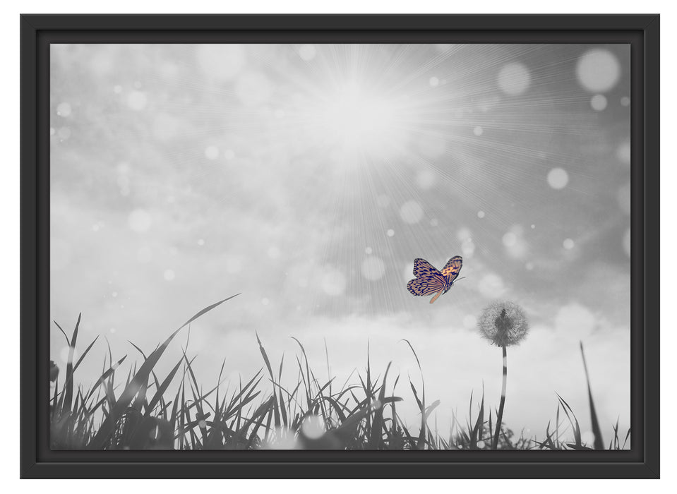 Schmetterling fliegt zu Pusteblume Schattenfugenrahmen 55x40