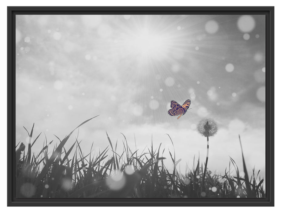 Schmetterling fliegt zu Pusteblume Schattenfugenrahmen 80x60