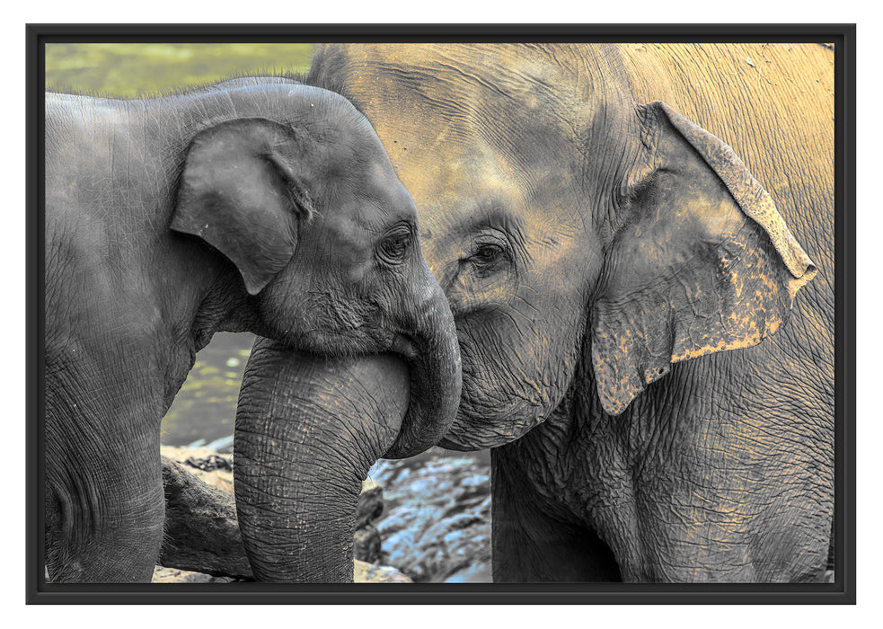 Elefantenmutter mit Kalb Schattenfugenrahmen 100x70