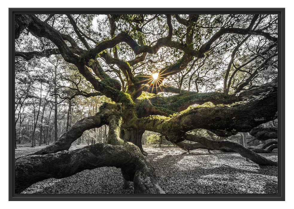 gigantisch verzweigter Baum Schattenfugenrahmen 100x70