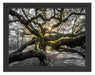 gigantisch verzweigter Baum Schattenfugenrahmen 38x30