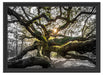 gigantisch verzweigter Baum Schattenfugenrahmen 55x40