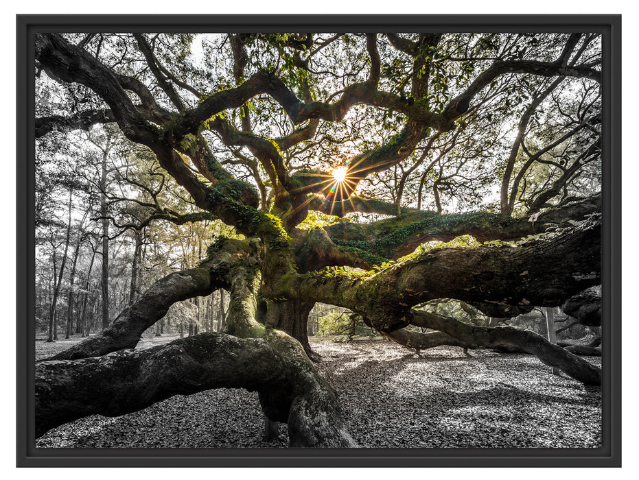 gigantisch verzweigter Baum Schattenfugenrahmen 80x60