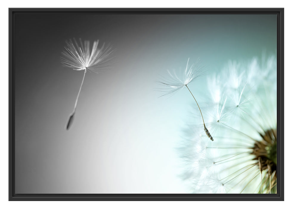Pixxprint Löwenzahn Pusteblume B&W, im Schwebe-Effekt Bilderrahmen
