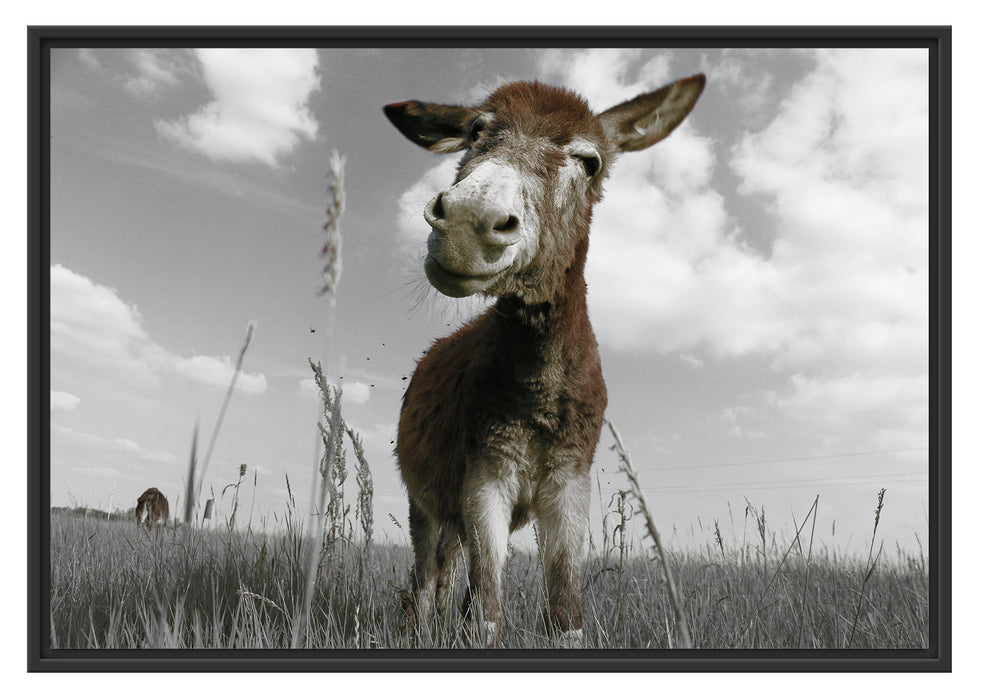 Pixxprint Esel im Feld, im Schwebe-Effekt Bilderrahmen