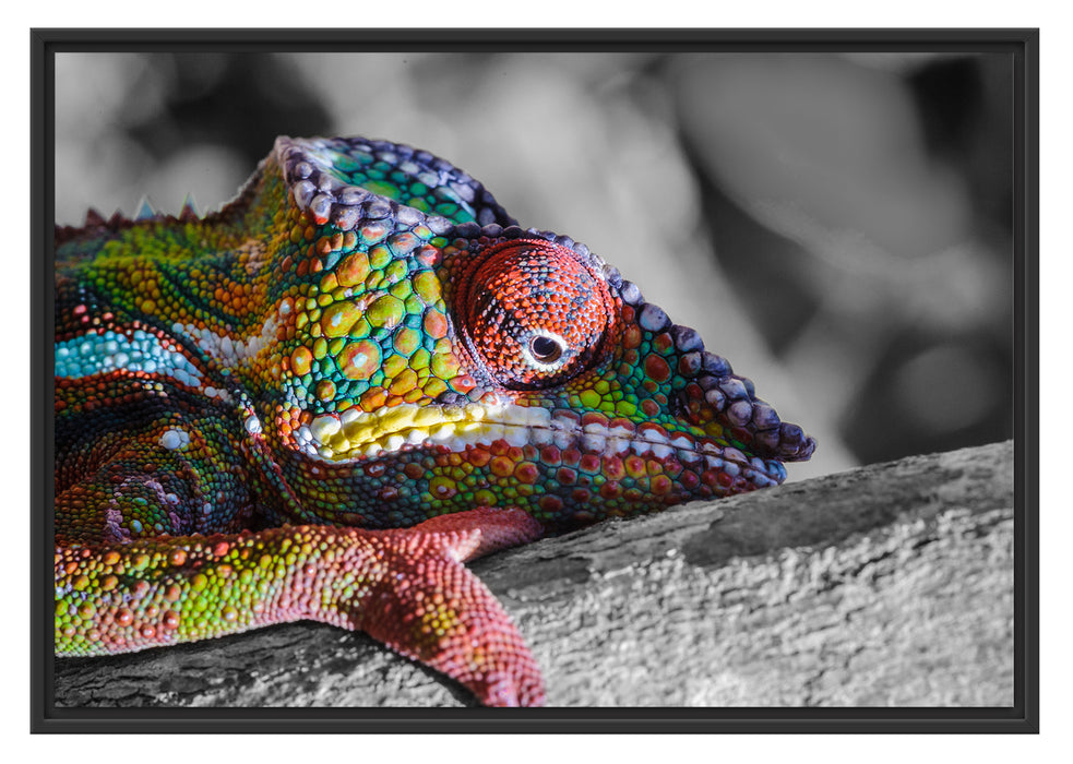 Pixxprint Chamäleon aus Madagaskar, im Schwebe-Effekt Bilderrahmen