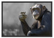 Aufmerksamer Schimpanse Schattenfugenrahmen 100x70