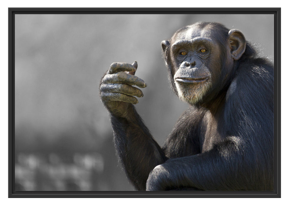 Aufmerksamer Schimpanse Schattenfugenrahmen 100x70