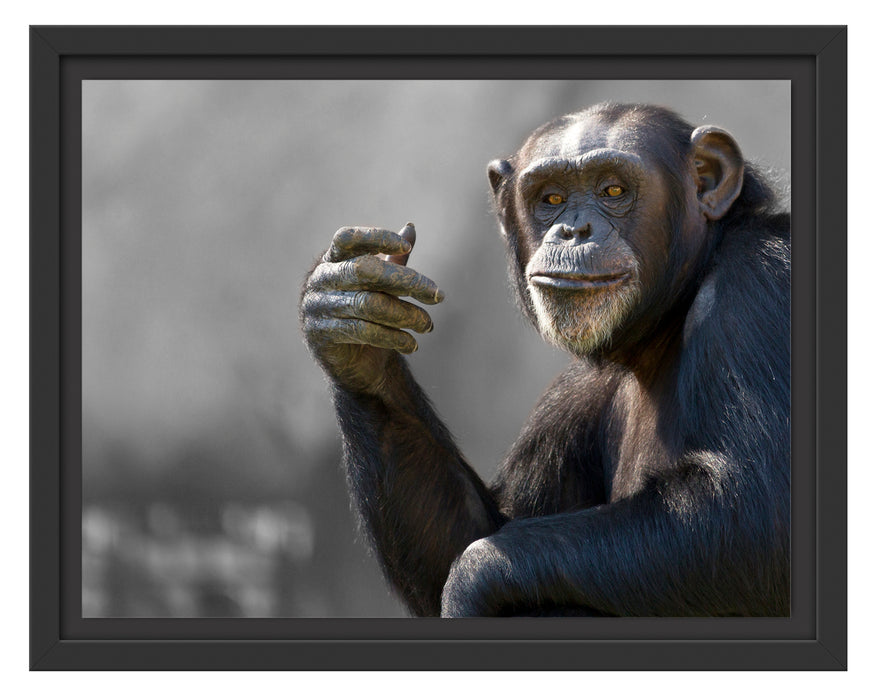 Aufmerksamer Schimpanse Schattenfugenrahmen 38x30