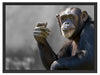 Aufmerksamer Schimpanse Schattenfugenrahmen 80x60