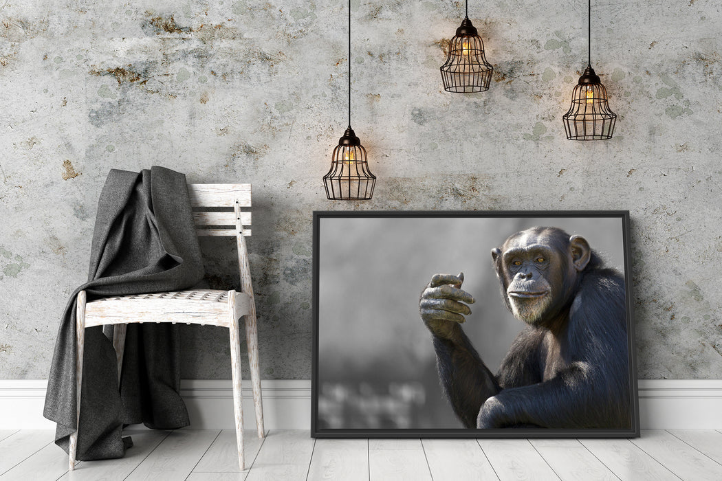Aufmerksamer Schimpanse Schattenfugenrahmen Wohnzimmer