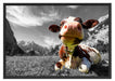 Kuh im Karwendelgebirge Schattenfugenrahmen 100x70