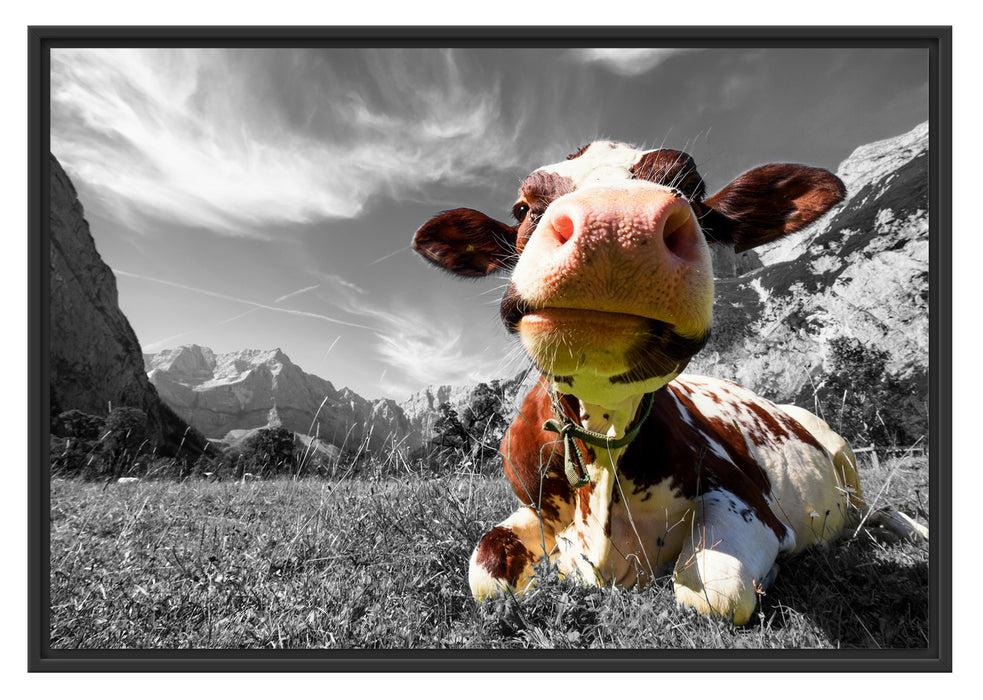 Pixxprint Kuh im Karwendelgebirge, im Schwebe-Effekt Bilderrahmen