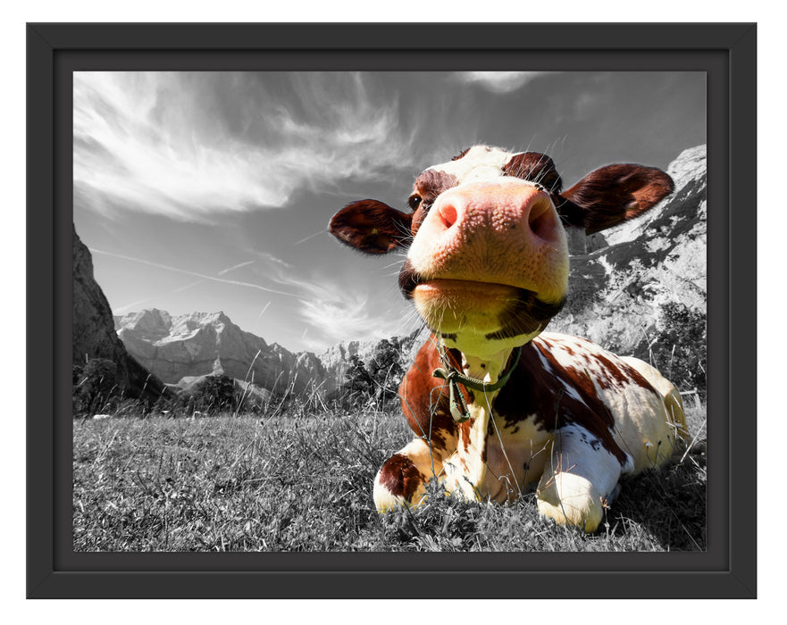Kuh im Karwendelgebirge Schattenfugenrahmen 38x30