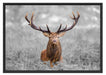 Großer Hirsch im Feld B&W Schattenfugenrahmen 100x70