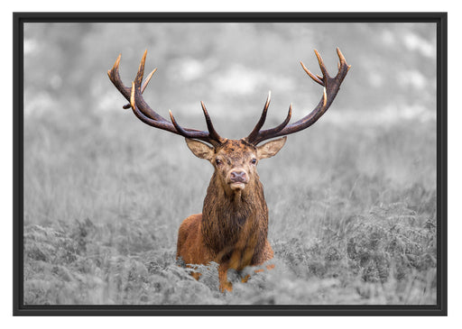 Großer Hirsch im Feld B&W Schattenfugenrahmen 100x70