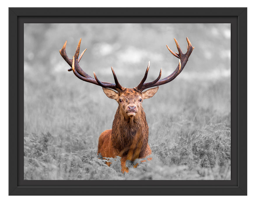 Großer Hirsch im Feld B&W Schattenfugenrahmen 38x30