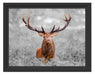 Großer Hirsch im Feld B&W Schattenfugenrahmen 38x30