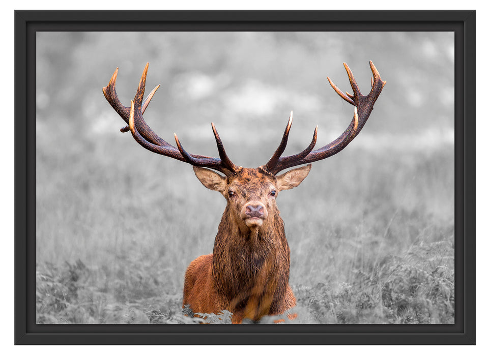 Großer Hirsch im Feld B&W Schattenfugenrahmen 55x40