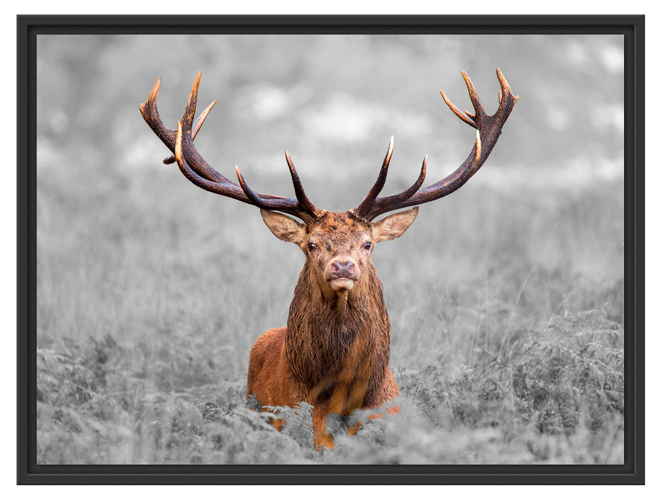 Großer Hirsch im Feld B&W Schattenfugenrahmen 80x60