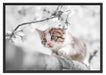 Süßes Kätzchen im Kirschbaum Schattenfugenrahmen 100x70