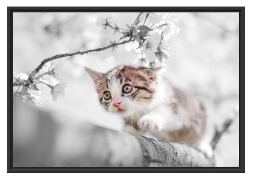 Süßes Kätzchen im Kirschbaum Schattenfugenrahmen 100x70