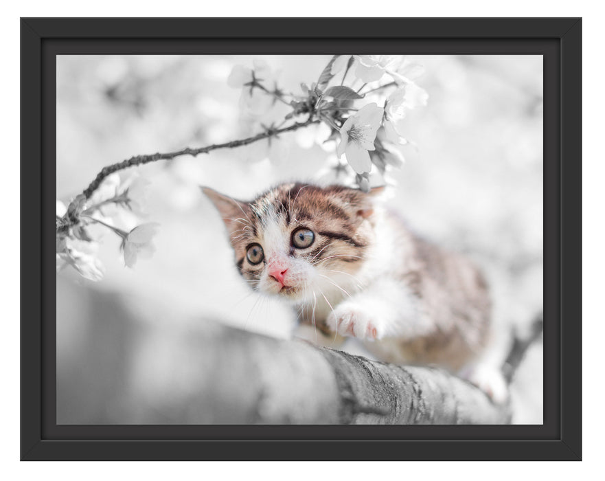 Süßes Kätzchen im Kirschbaum Schattenfugenrahmen 38x30
