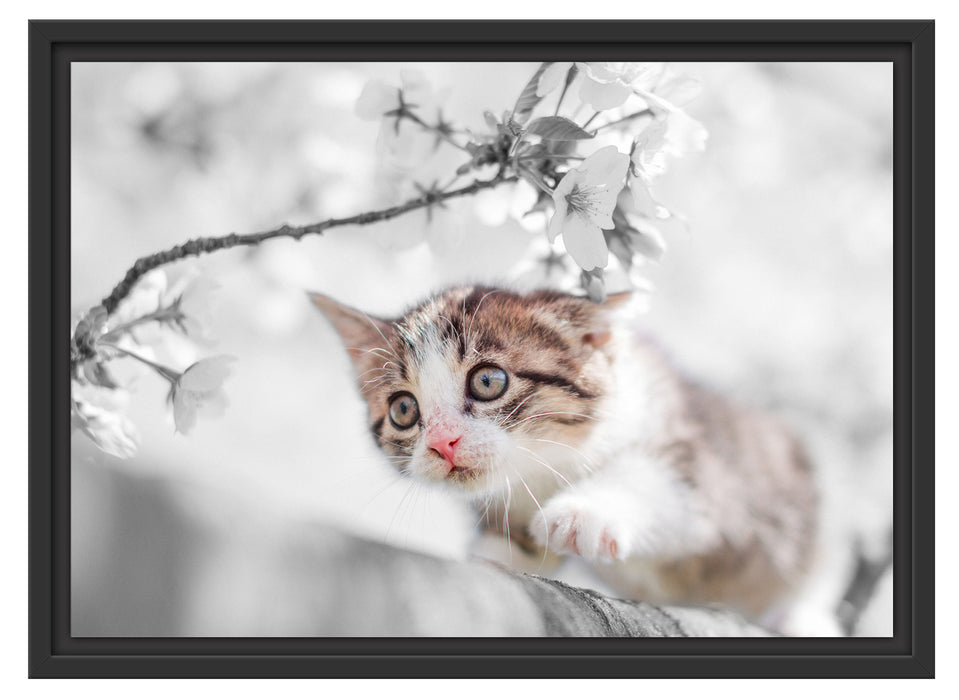 Süßes Kätzchen im Kirschbaum Schattenfugenrahmen 55x40