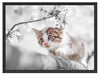 Süßes Kätzchen im Kirschbaum Schattenfugenrahmen 80x60