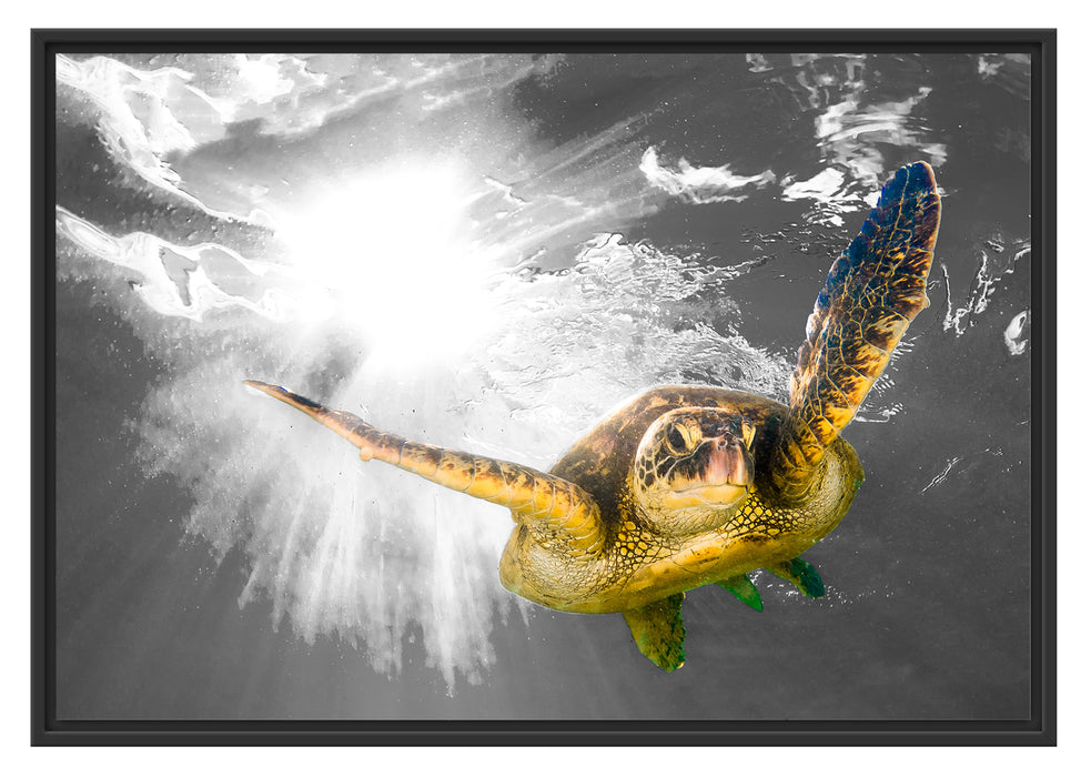 Pixxprint Grüne Meeresschildkröte, im Schwebe-Effekt Bilderrahmen