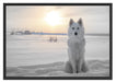 Weißer Wolf im Schnee Schattenfugenrahmen 100x70