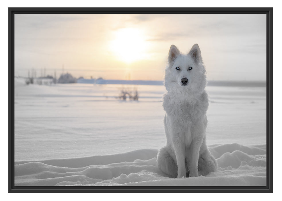 Weißer Wolf im Schnee Schattenfugenrahmen 100x70