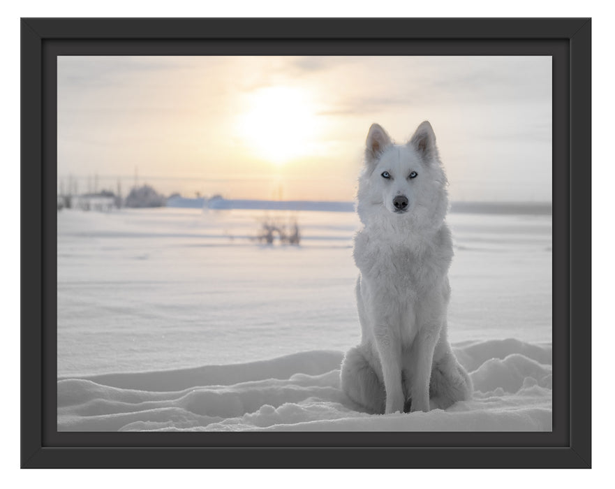 Weißer Wolf im Schnee Schattenfugenrahmen 38x30