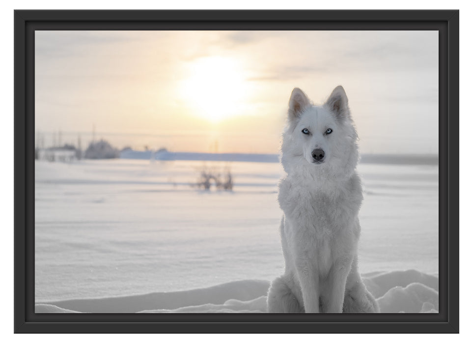 Weißer Wolf im Schnee Schattenfugenrahmen 55x40