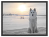 Weißer Wolf im Schnee Schattenfugenrahmen 80x60