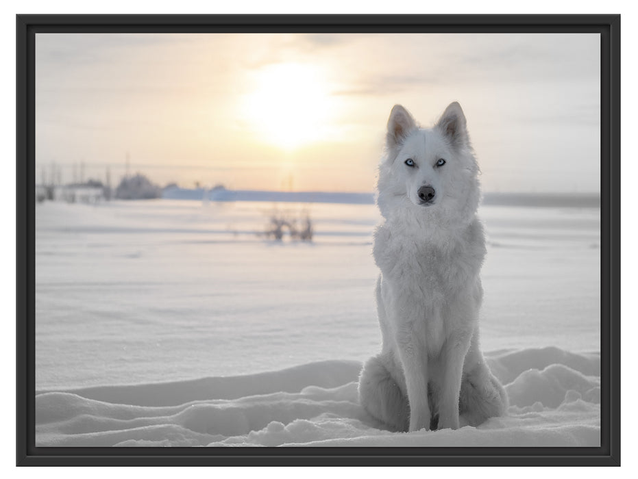 Weißer Wolf im Schnee Schattenfugenrahmen 80x60