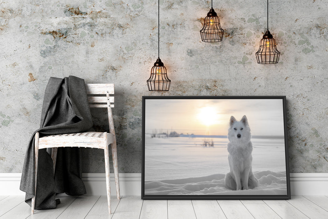 Weißer Wolf im Schnee Schattenfugenrahmen Wohnzimmer