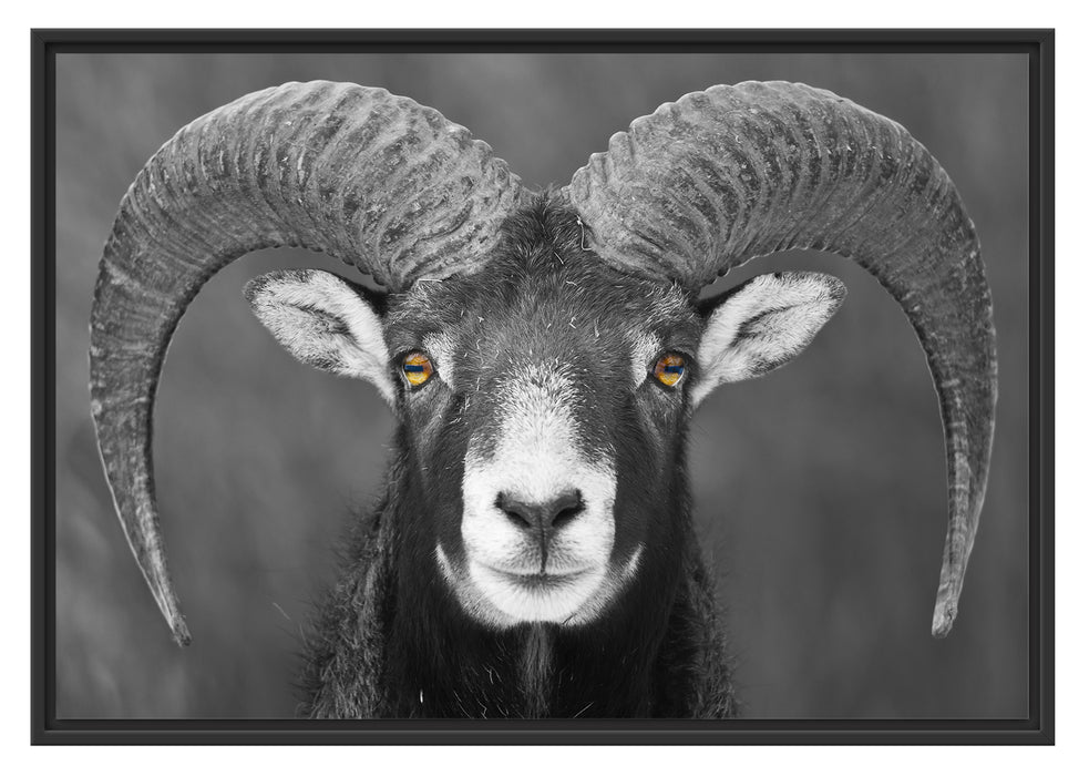 Pixxprint Mufflon Porträt, im Schwebe-Effekt Bilderrahmen