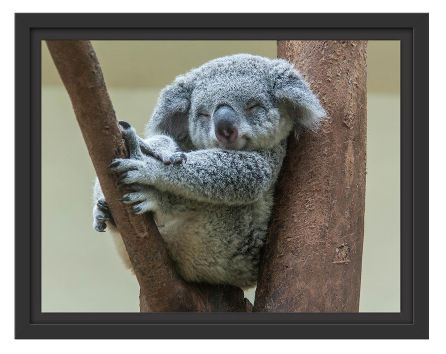 Pixxprint Schlafender Koala im Baum, im Schwebe-Effekt Bilderrahmen