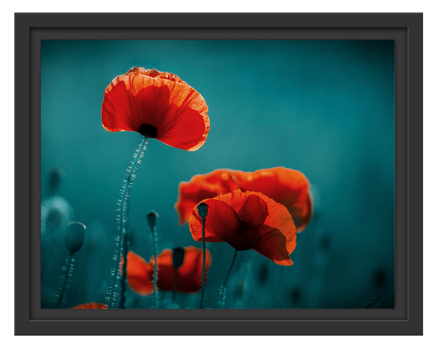 Pixxprint Mohnblumen auf einer Wiese in der Nacht, im Schwebe-Effekt Bilderrahmen