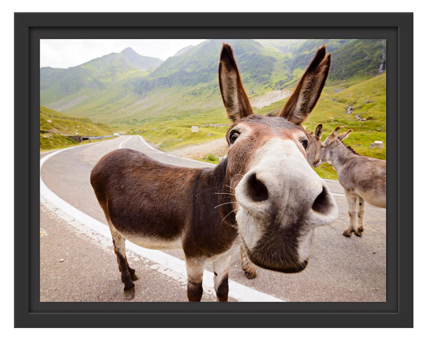 Pixxprint Lustiger Esel auf Straße in den Bergen, im Schwebe-Effekt Bilderrahmen