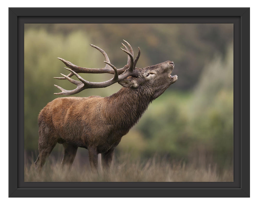 Pixxprint Röhrender Hirsch mit mächtigem Geweih, im Schwebe-Effekt Bilderrahmen