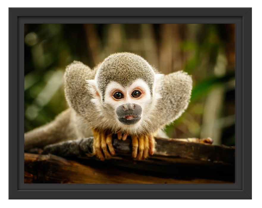 Pixxprint Neugieriges Totenkopfäffchen auf Ast, im Schwebe-Effekt Bilderrahmen