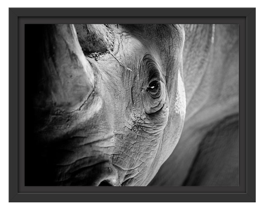 Pixxprint Nahaufnahme eines Nashorn Schwarz-weiß, im Schwebe-Effekt Bilderrahmen