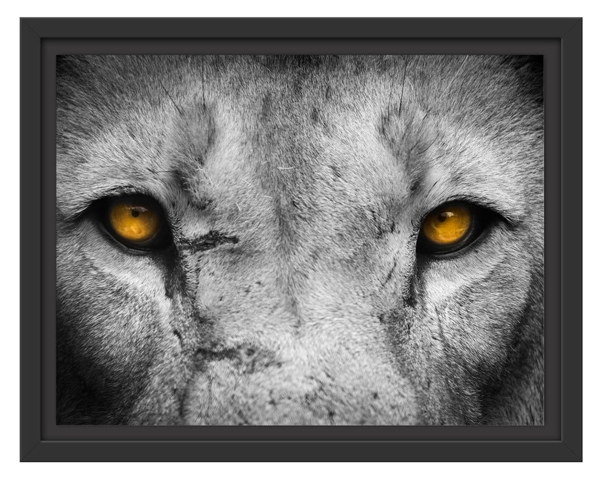 Pixxprint Nahaufnahme Löwe mit gelben Augen, im Schwebe-Effekt Bilderrahmen