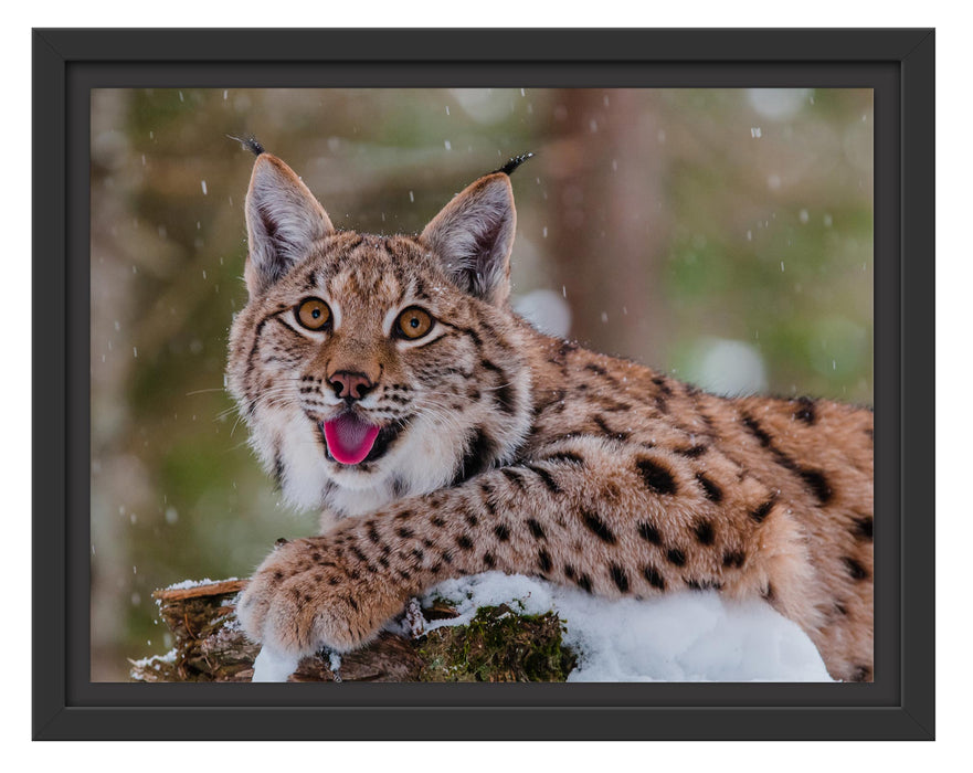 Pixxprint Luchs auf schneebedecktem Baumstumpf, im Schwebe-Effekt Bilderrahmen