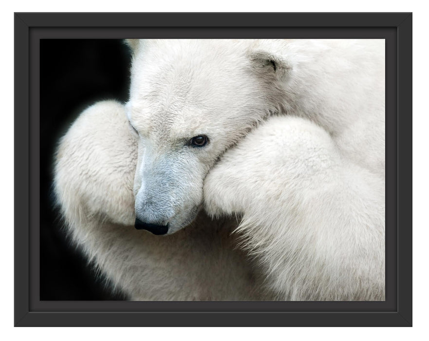 Pixxprint Grübelnder Eisbär stützt sich auf Pfoten, im Schwebe-Effekt Bilderrahmen